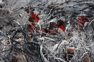 弥生野焼き5