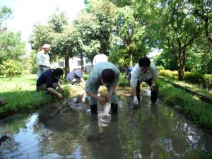 田植えがはじまりました