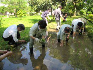 田植えを行っています