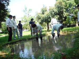 田植えを行っています