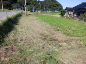 調査前の風景（東から）
