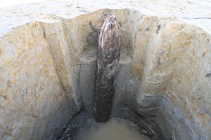 柱穴に残っていた柱根